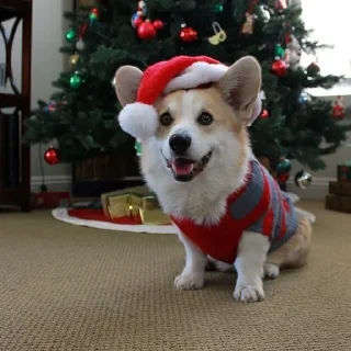🎄