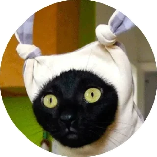 😽