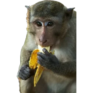 🍌