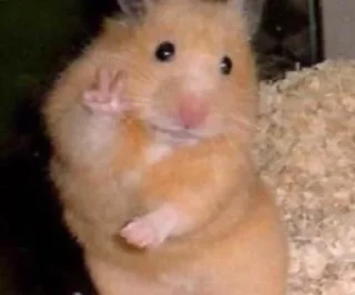 ✌️