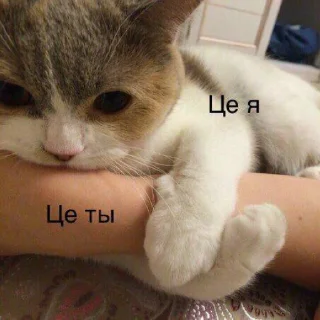 🥺