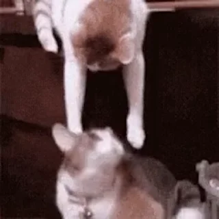 😸