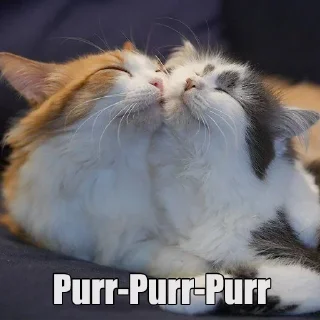 😺