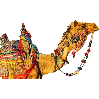 🐪