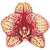Phalaenopsis orchids @sussserain