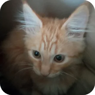 🐱