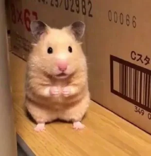 🐹