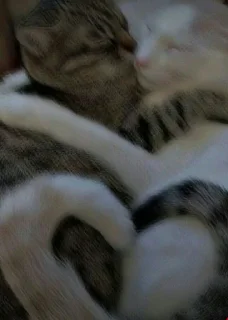 💖