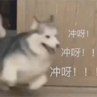🐶