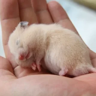 😴