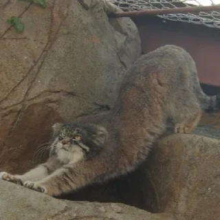 🥱
