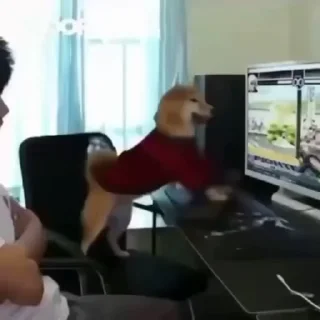 🐶
