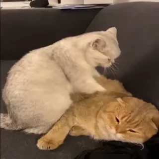 🐱