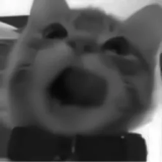 🐈‍⬛️