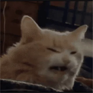 🐱