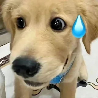 🐶