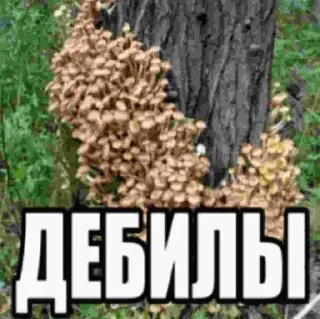 🧂