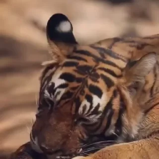 🤩