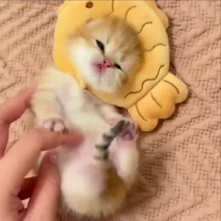 🌟