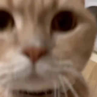 🐾