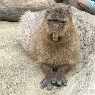 🤣