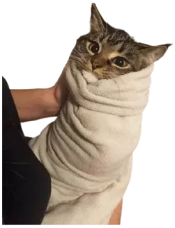 🌯