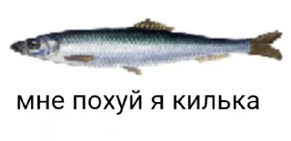 🐟