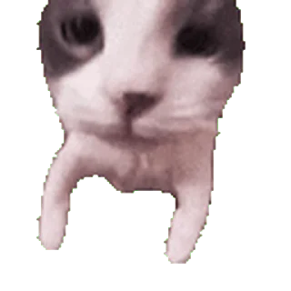 🐱