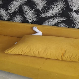 🛌