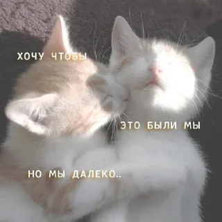 🤍