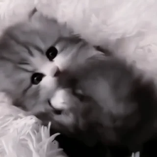 Kitty @tgstikks