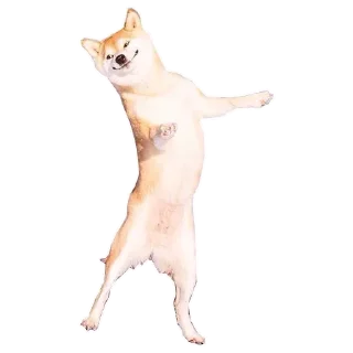 🐶