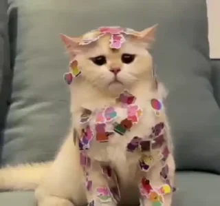 🐈‍⬛