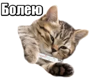 😾