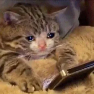 🐈‍⬛