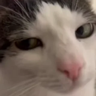 😸