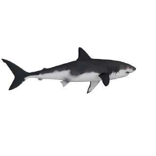 🦈