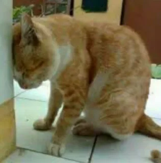 😺