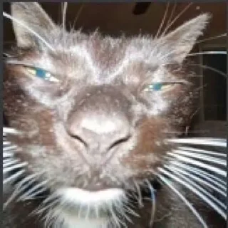 😸
