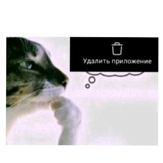 🐱