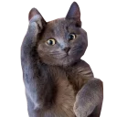 🐈