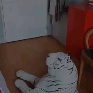🐩