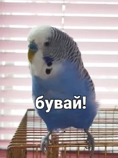 🐦