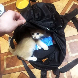 🥸