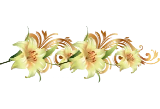 🌼