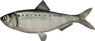 🐟