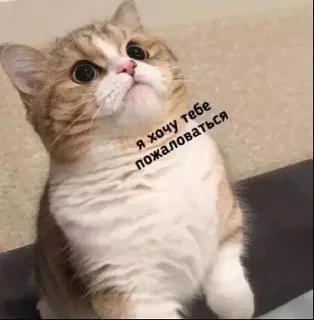 🐥