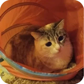 🐱