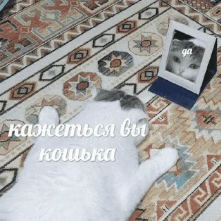 😺