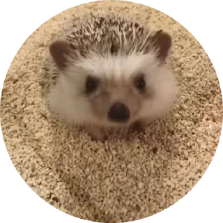 🦔